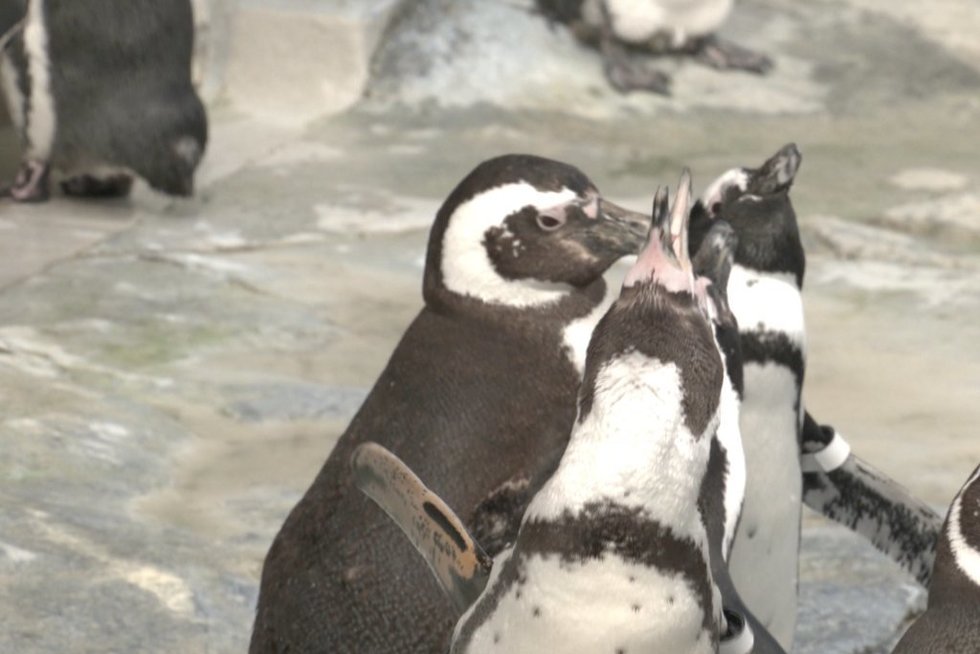 Minima pingvinų diena: jūrų muziejaus biologai išduoda šių paukščių paslaptis (nuotr. stop kadras)