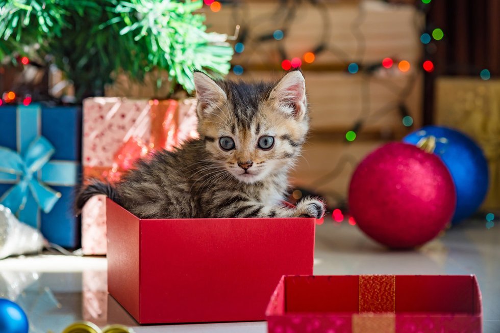 Kalėdinė dovana - kačiukas (nuotr. Fotolia.com)