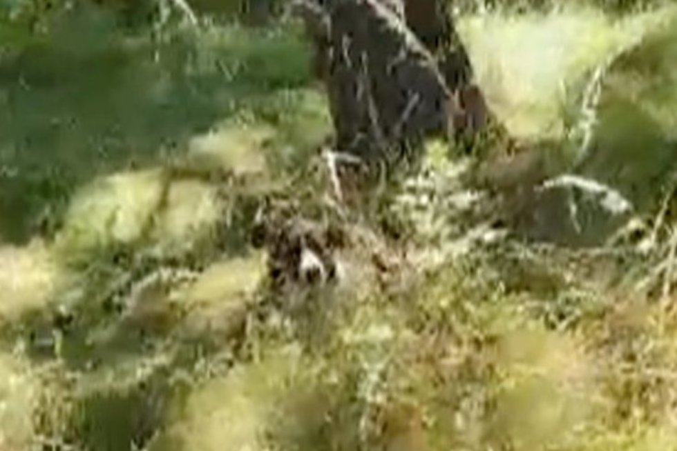 Klaipėdoje prie medžio pririštas šuo paliktas mirti badu (nuotr. stop kadras)