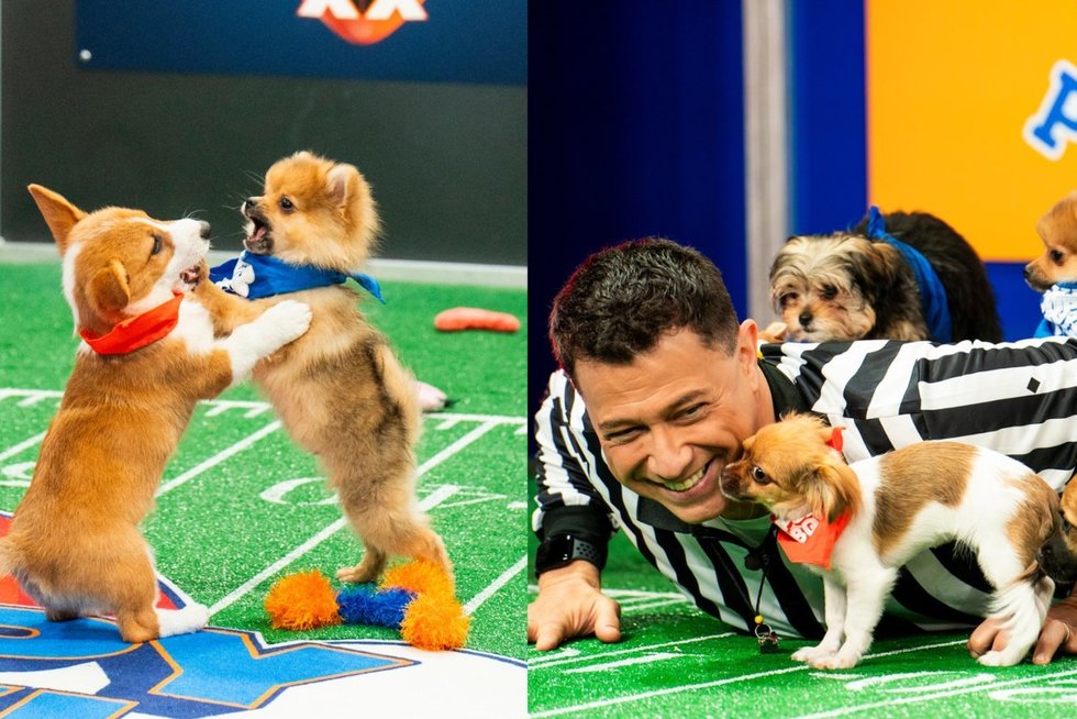 Neeilinės varžybos: pamatykite, kaip šuniukai žaidžia futbolą (tv3.lt koliažas)