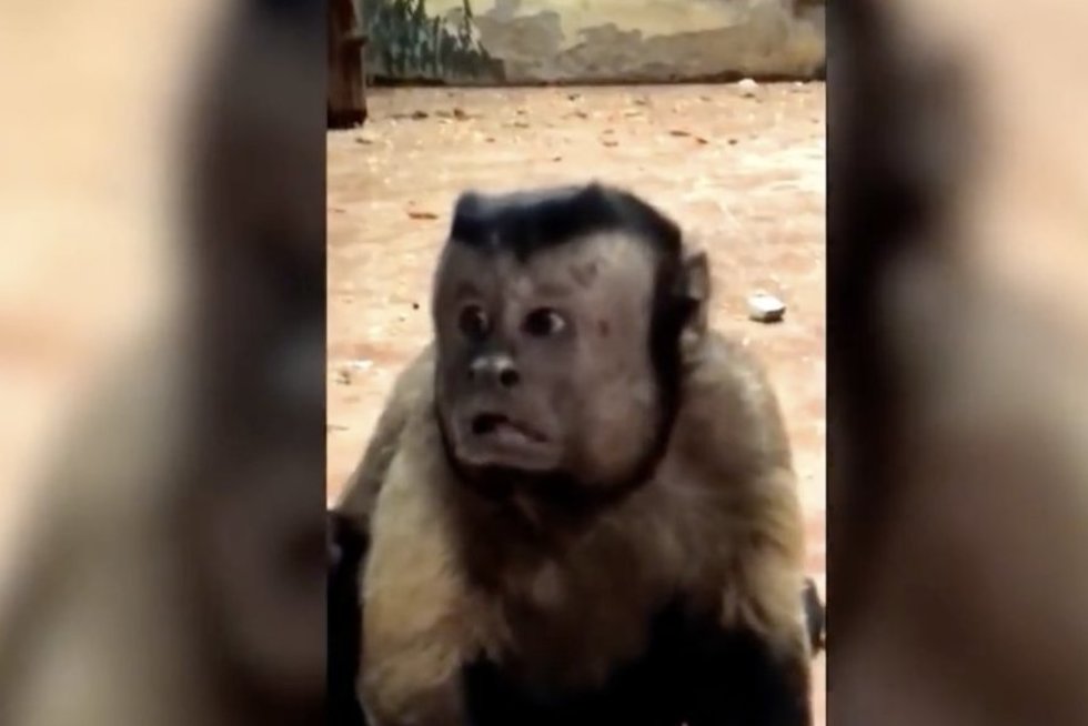 Beždžionė žmogaus veidu tapo nauja interneto įžymybe: veido mimikos stebina  