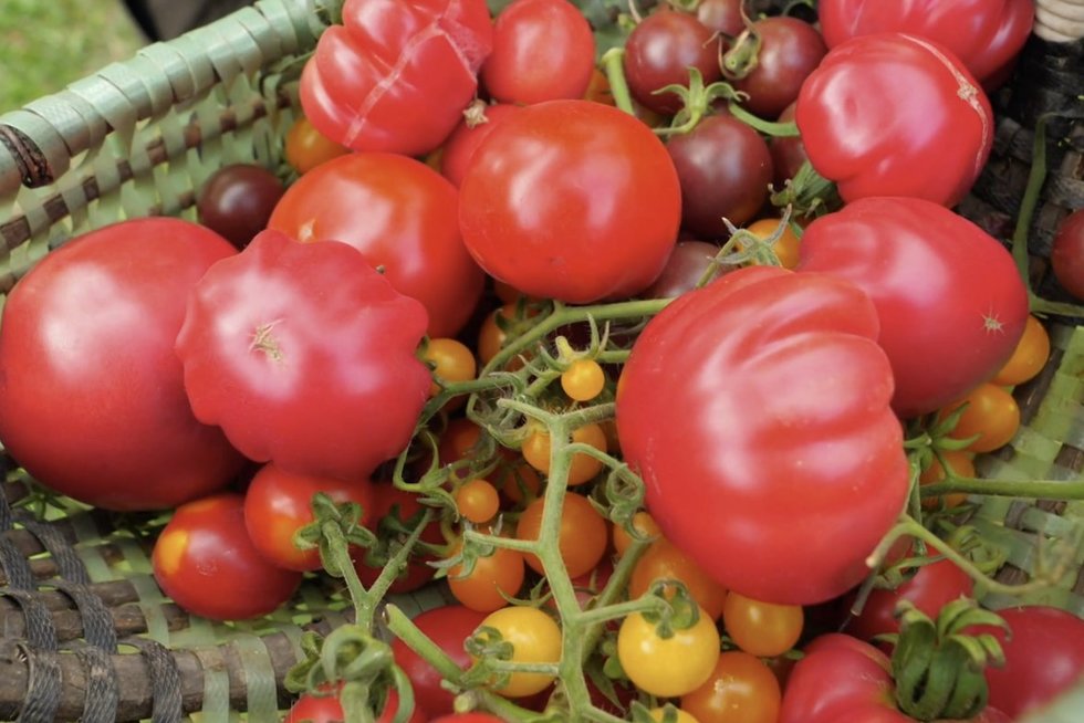 Pomidorai (nuotr. stop kadras)