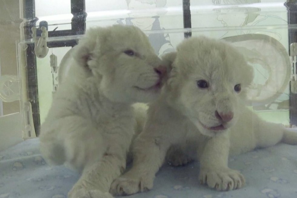 Baltieji liūtukai (nuotr. stop kadras)