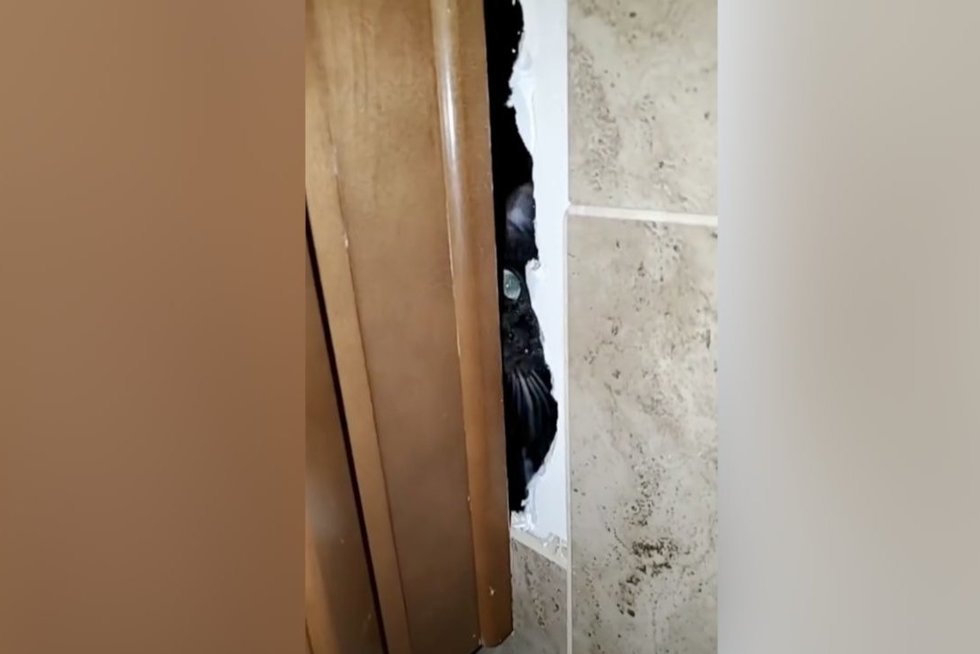 Po santechnikų apsilankymo – šeimininkų šokas: katę įkalino vonios sienoje (nuotr. stop kadras)