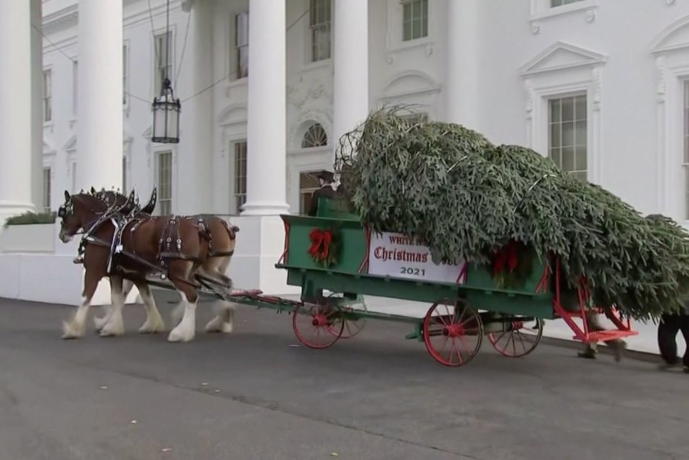 Jungtinėse Valstijose į Baltuosius rūmus atgabenta tradicinė kalėdinė eglė (nuotr. stop kadras)
