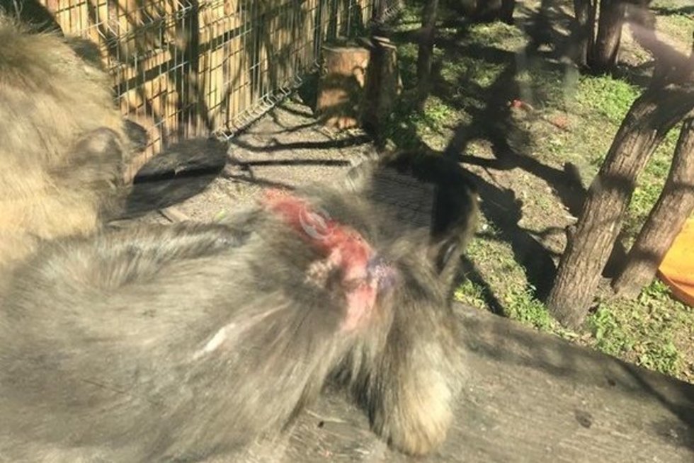 Zoologijos sode – žaizdotos beždžionės (nuotr. tv3.lt)